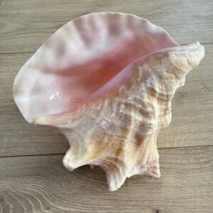 Vintage Large Natural Queen Pink Conch Sea Shell 7”